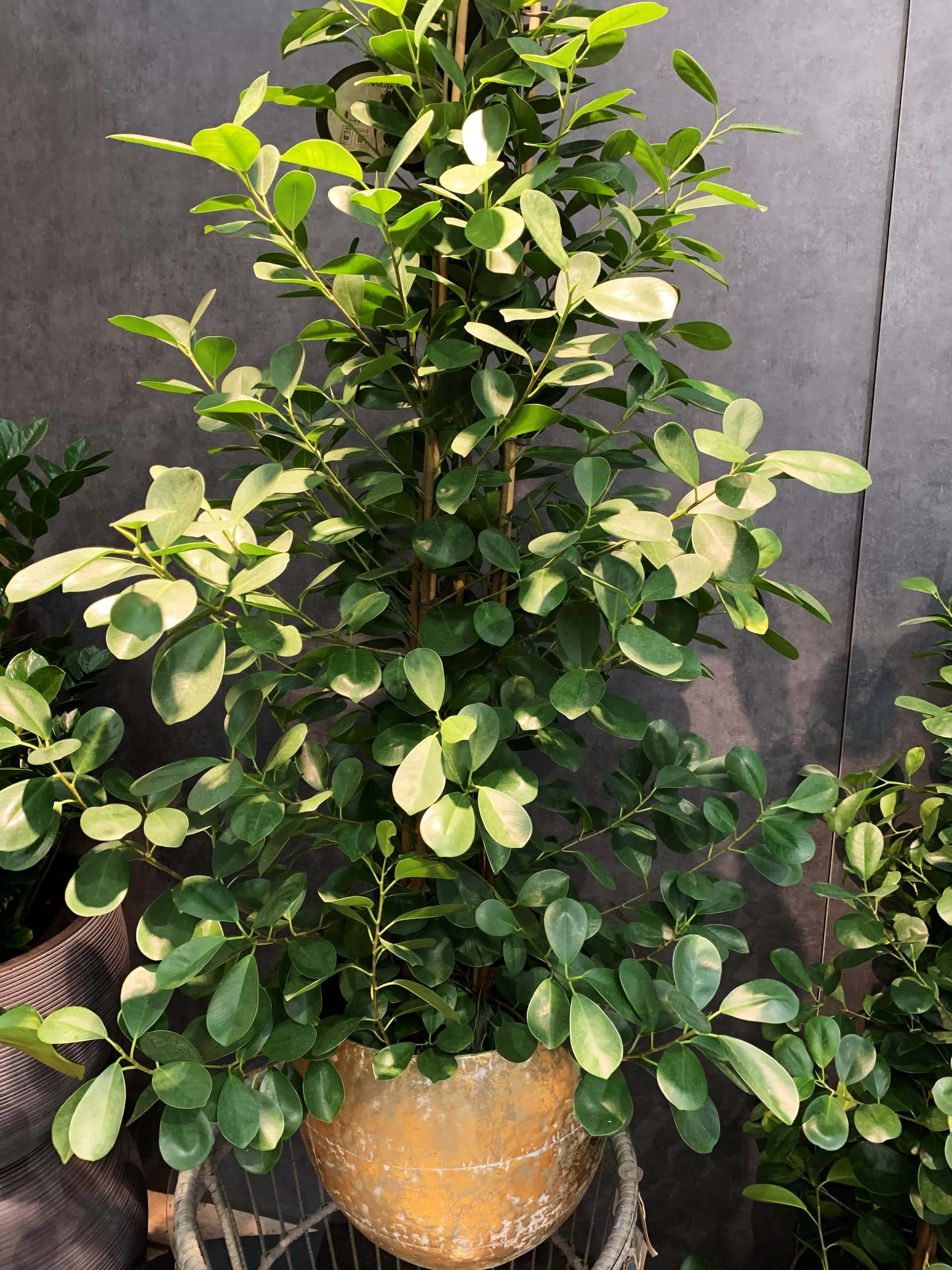Ficus-Art