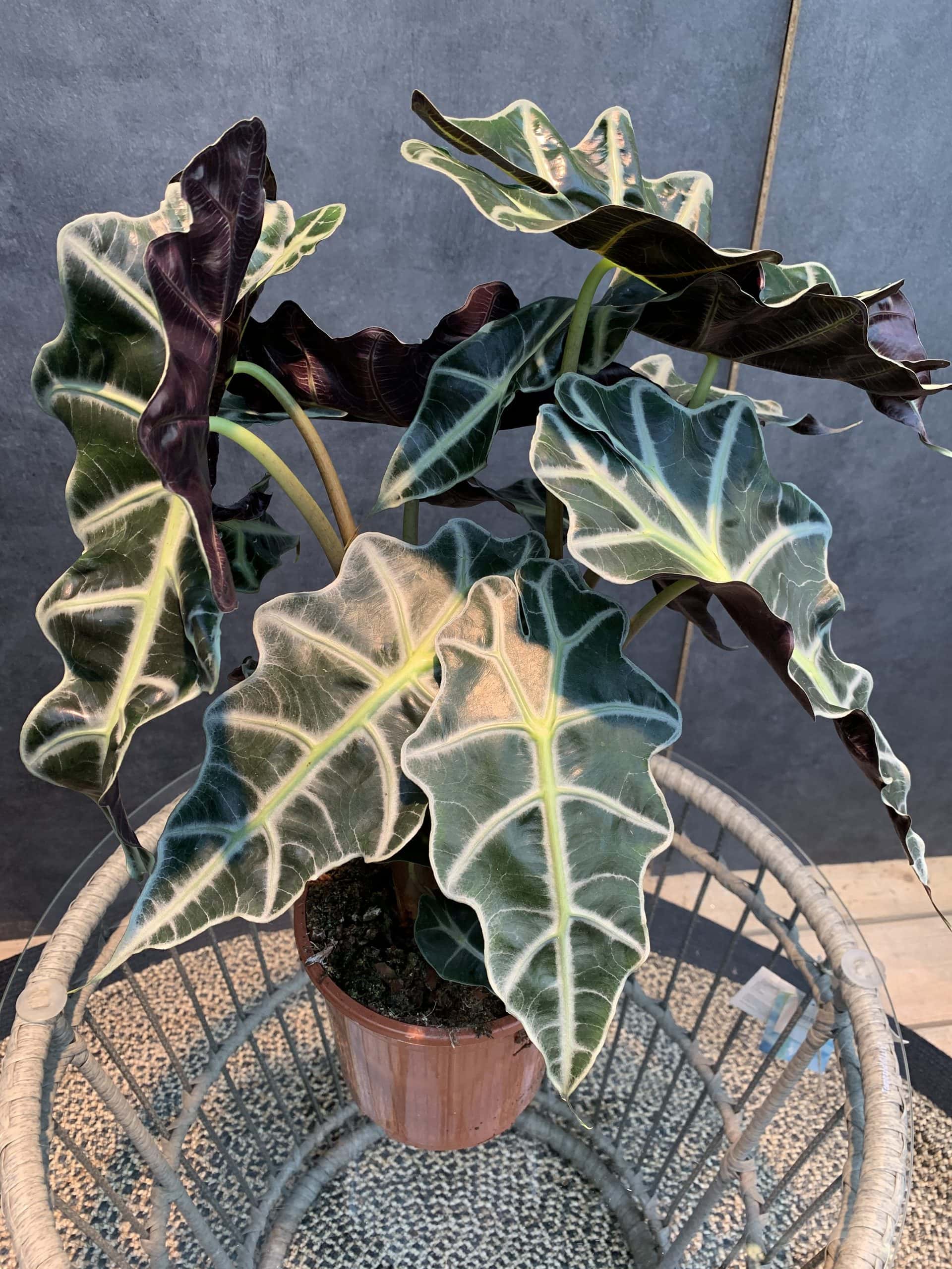 Alocasia