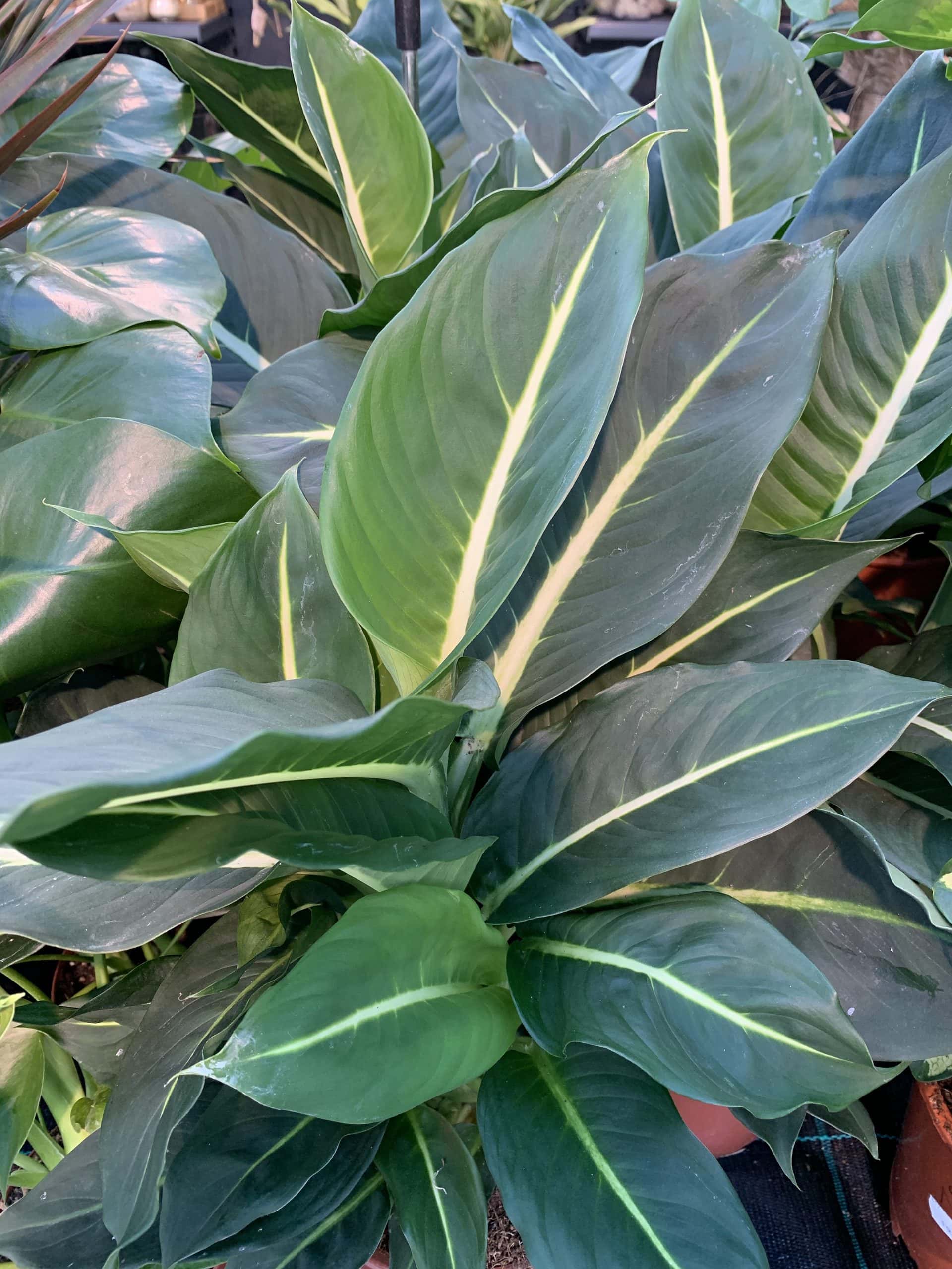 Aglaonema