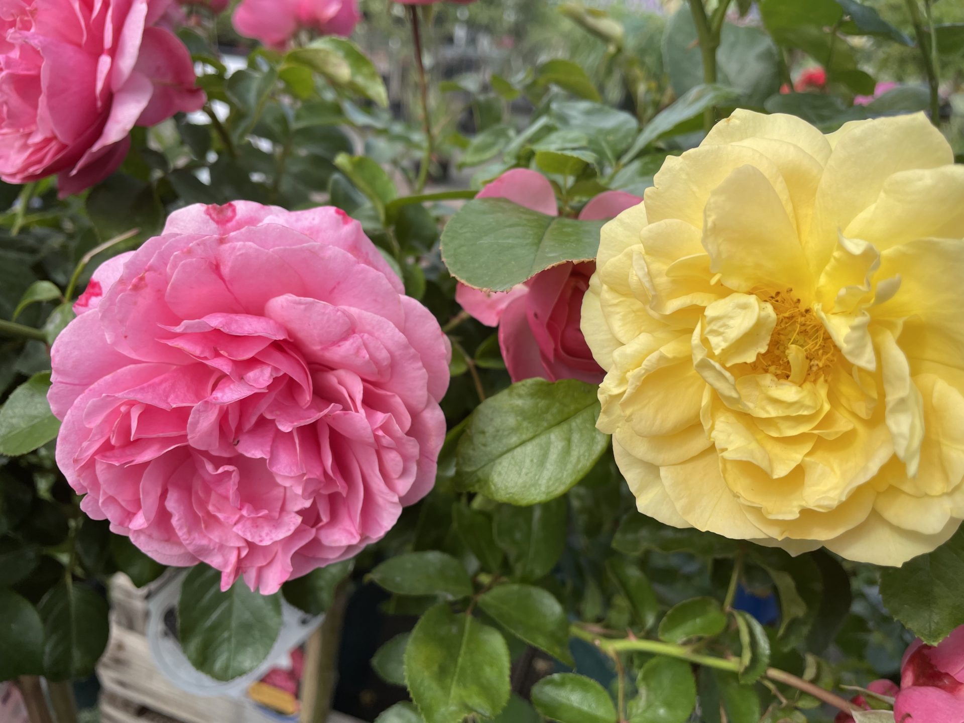 Gartencenter Bitters Pflanzen, Deko, Zubehör und mehr