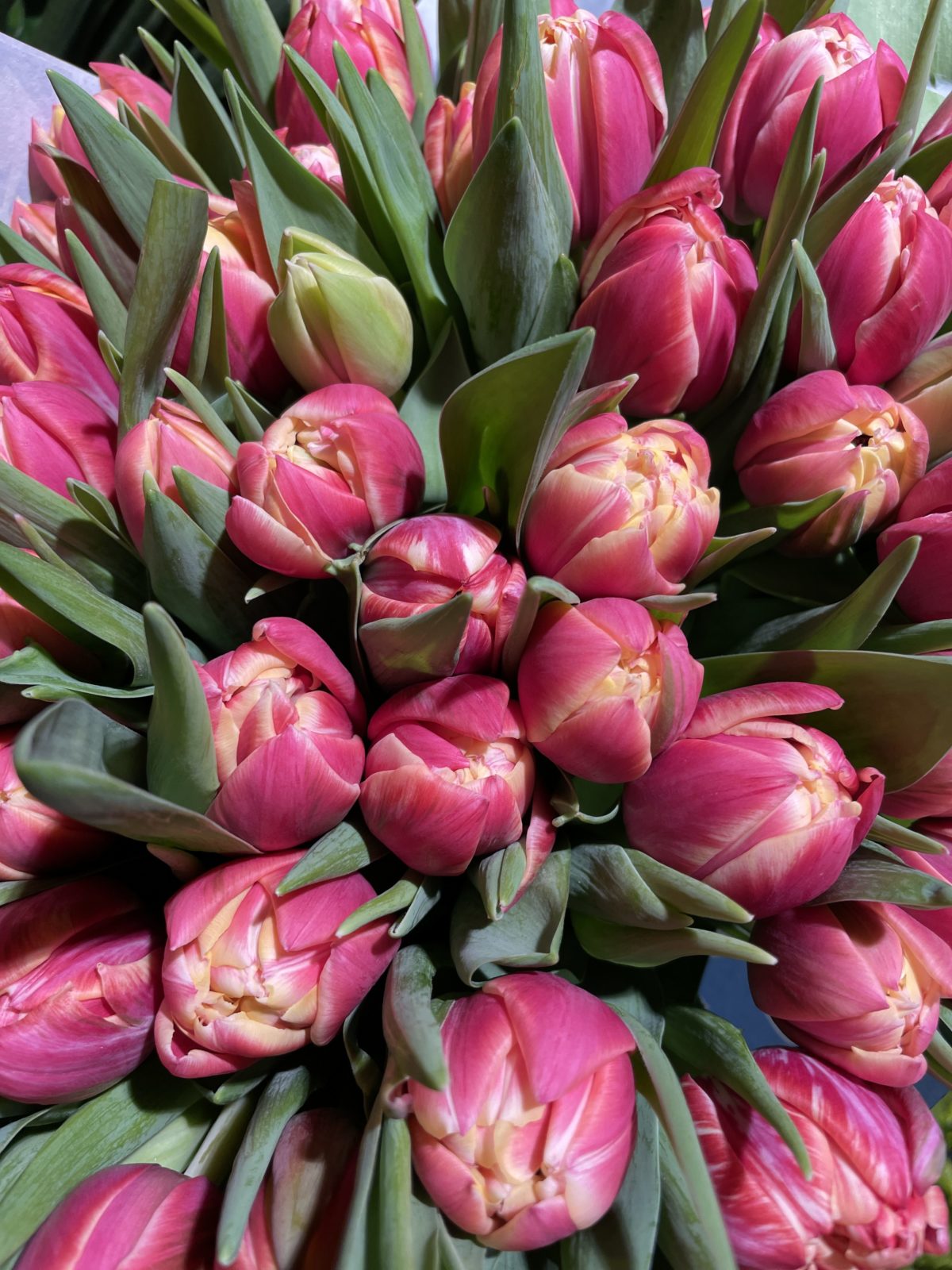 Gartencenter Bitters Pflanzen, Deko, Zubehör und mehr